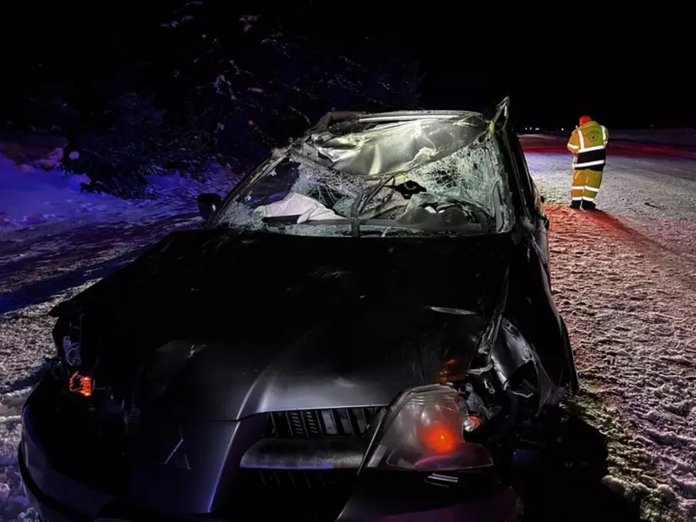 Scary! Family Avoids Serious Injury In Car-Moose Collision In Northern Minnesota
