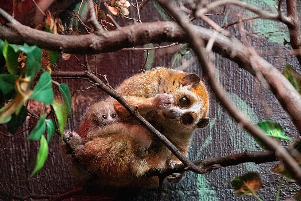 Lake Superior Zoo Surprised By Birth Of Twin Pygmy Slow Lorises