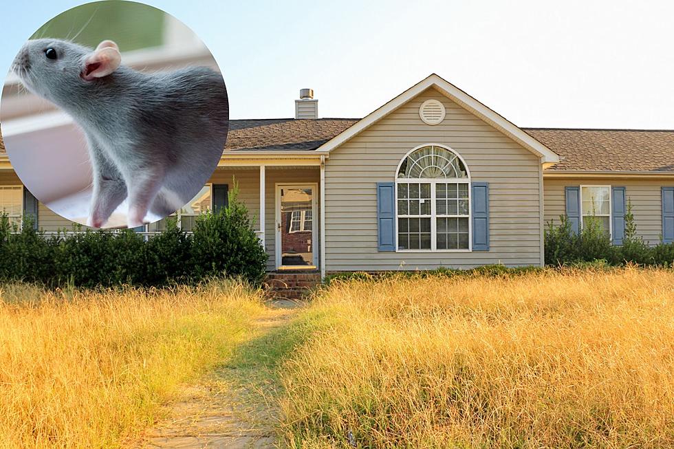 A Minnesota Home Deemed Public Health Nuisance With 200 Pet Rats