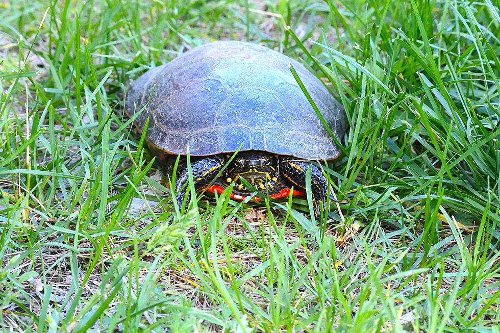Should You Help A Turtle Cross A Road In Minnesota Or Not?