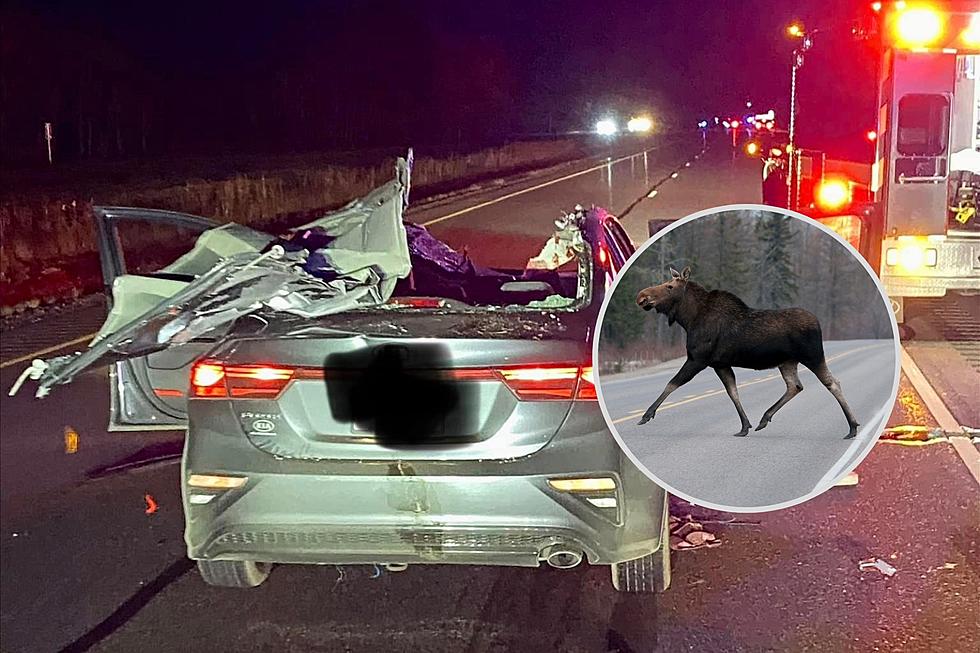 St. Louis County Sheriff Warns Of Increase In Deer + Moose Crashes