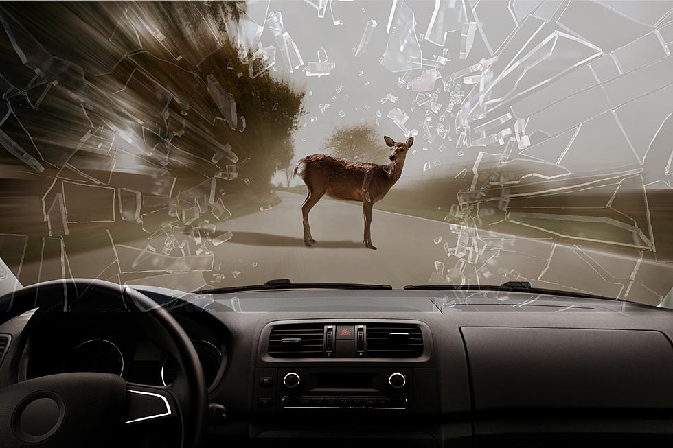 These Are The Deadliest + Most Dangerous Counties In Minnesota For Deer-Related Car Crashes
