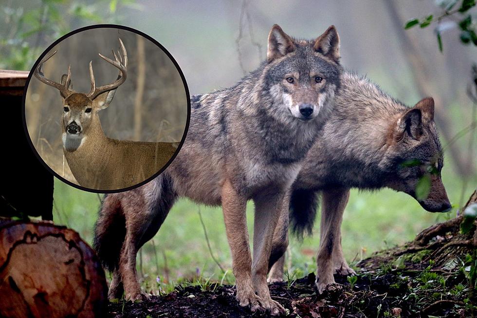 Wolf vs. Deer: Minnesota ‘Hunters for Hunters’ Group Takes Action