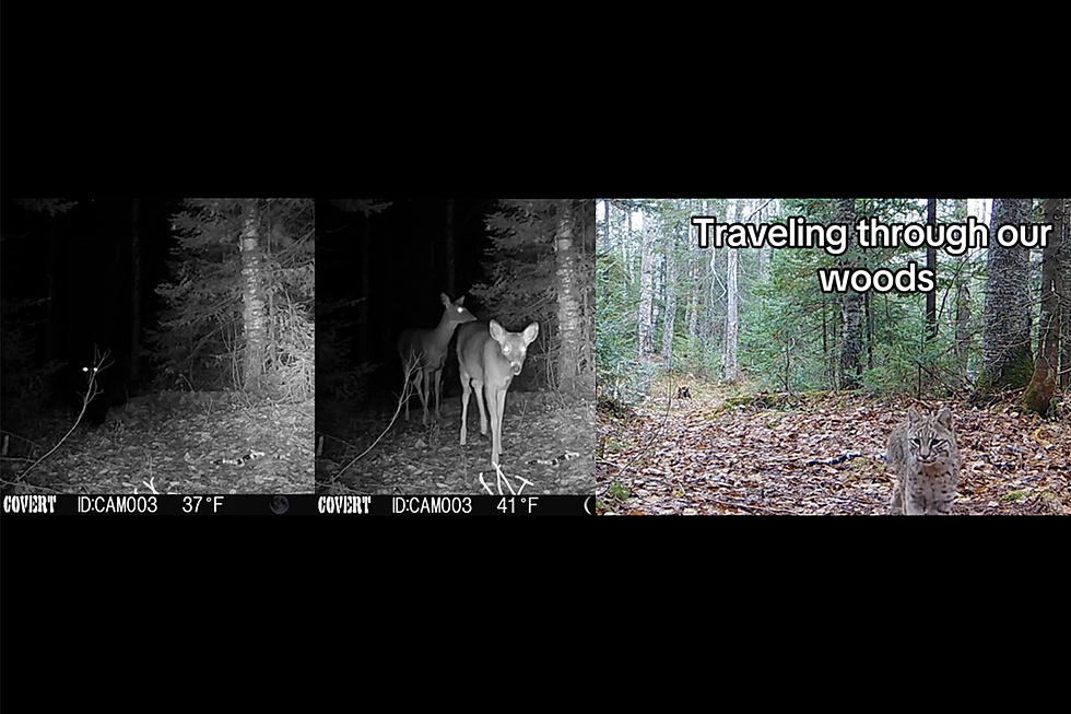 WATCH: Superior School Forest Camera Captures All Kinds Of Wildlife