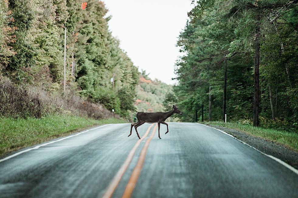 Here’s Where Deer vs. Car Collisions Are Most Common In Minnesota