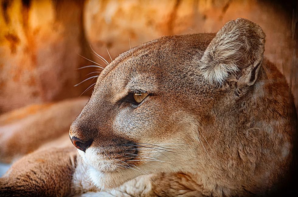 Minneapolis Intends to Stuff and Display Rare Mountain Lion