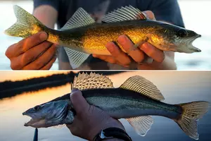 Do You Know The Differences Between A Walleye And Sauger?