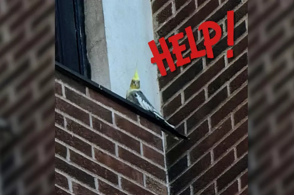 Duluth Fire Department Rescues Pet Bird From High-rise Building
