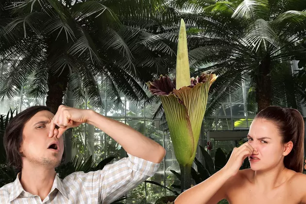 What&#8217;s That Smell?! Rare Corpse Flower Blooming in Minnesota