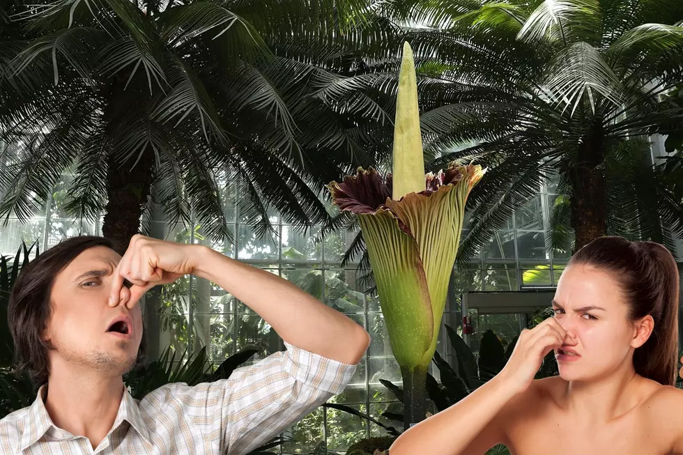 What's That Smell?! Rare Corpse Flower Blooming in Minnesota
