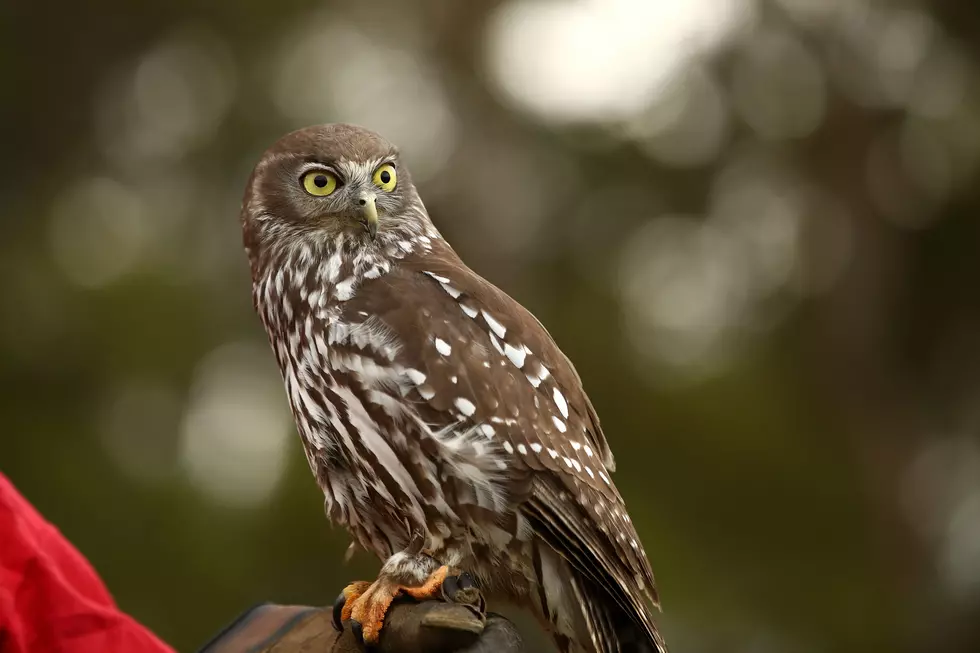 Evening Owl Program This Saturday at Hawk Ridge