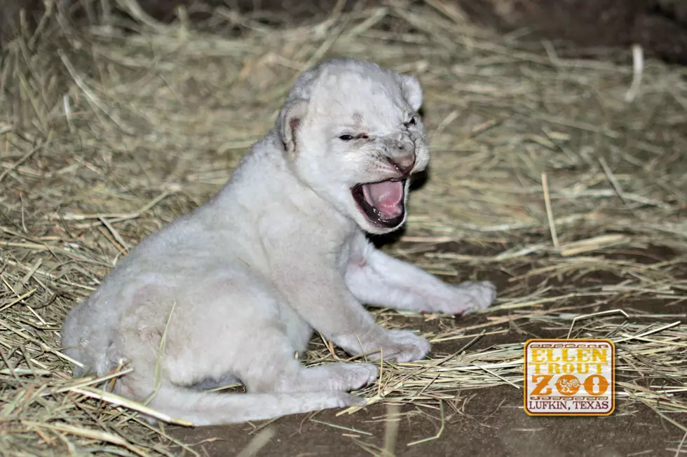 White Cub At Lufkin Zoo