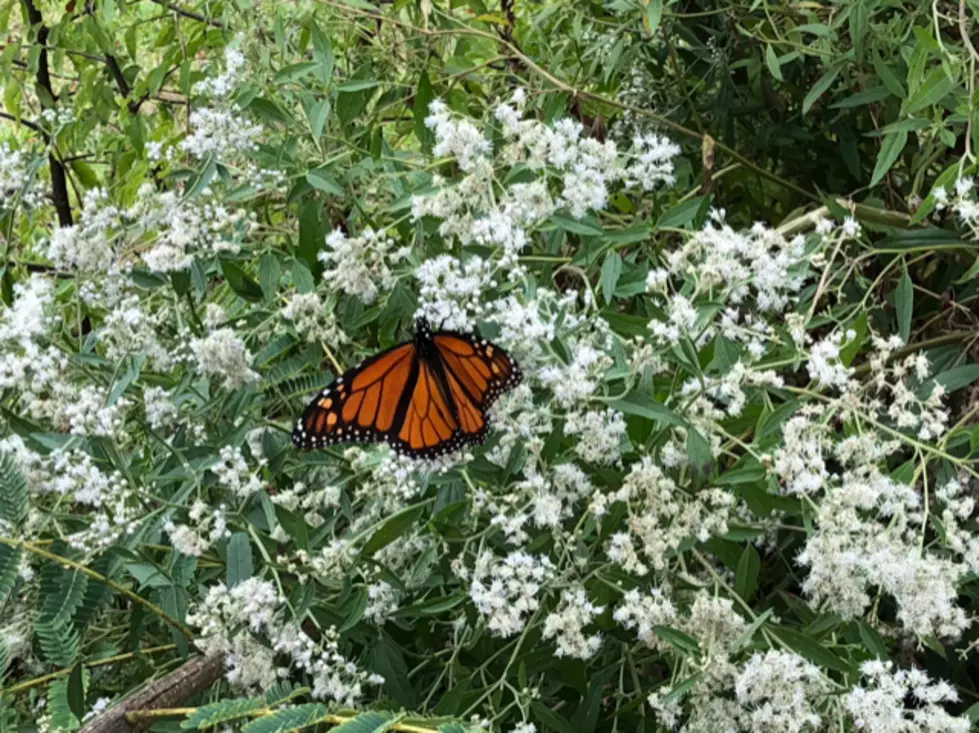 Lufkin Pledges To Help Save The Monarch Butterfly