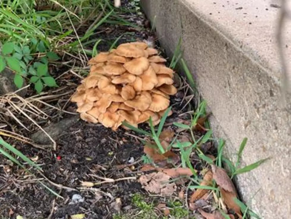 Do You Have These Mushrooms In Your Yard?