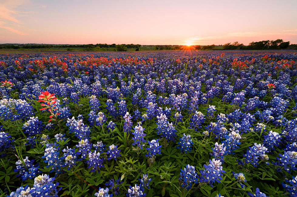 Texas State Bluebonnet Festival Coming In April