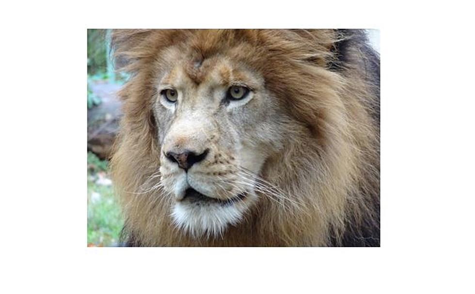 Ellen Trout Zoo Says Farewell To African Lion in Lufkin, Texas