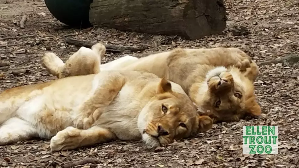 Beloved Lioness Adia Dies At Ellen Trout Zoo In Lufkin, Texas