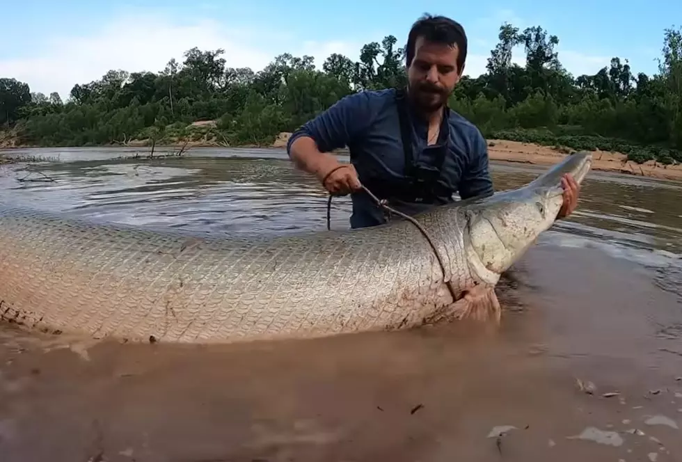 Massive 8 Foot Alligator Gar Caught By Man From Sugar Land, Texas