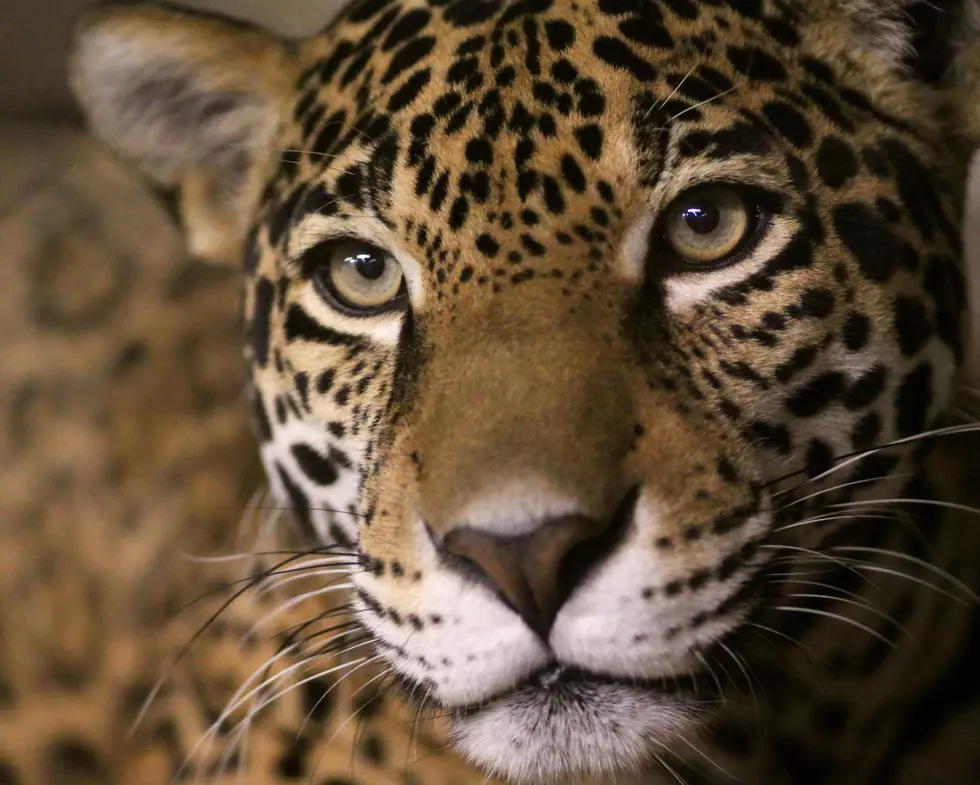 Jaguar From Ellen Trout Zoo Gets A Root Canal In Lufkin, Texas