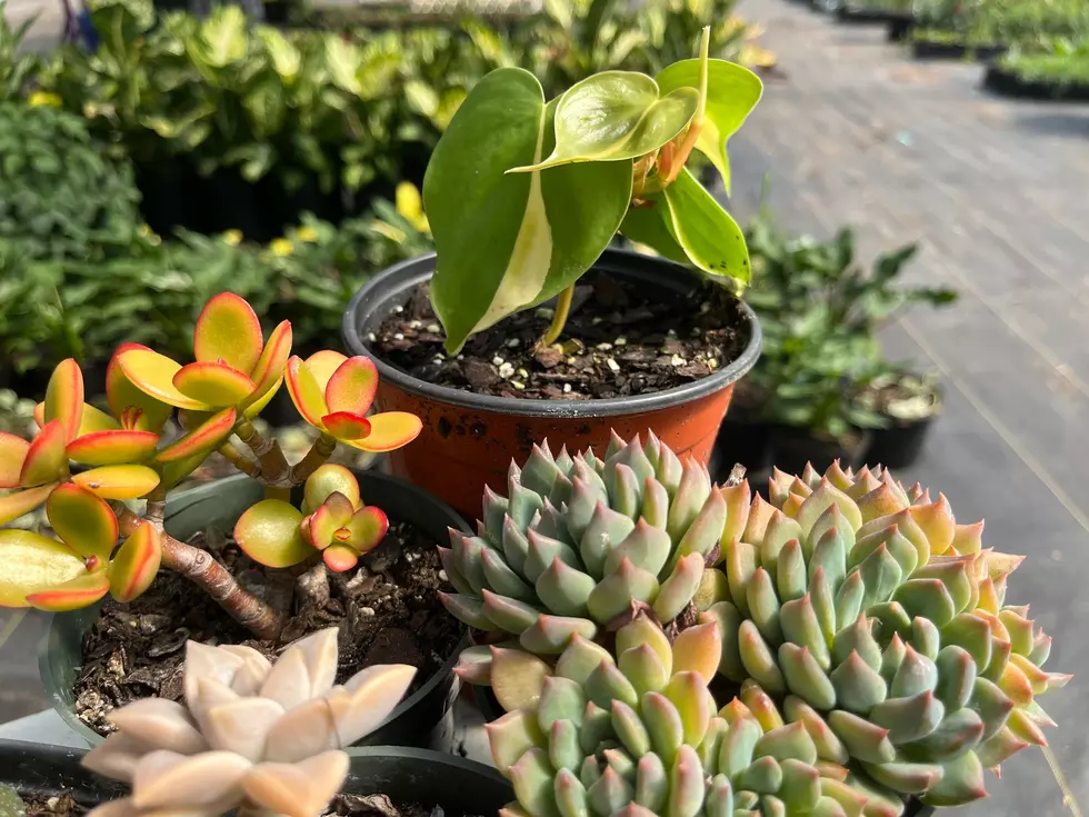 Houseplant And Succulent Summer Sale At SFA Gardens In Nacogdoches, Texas