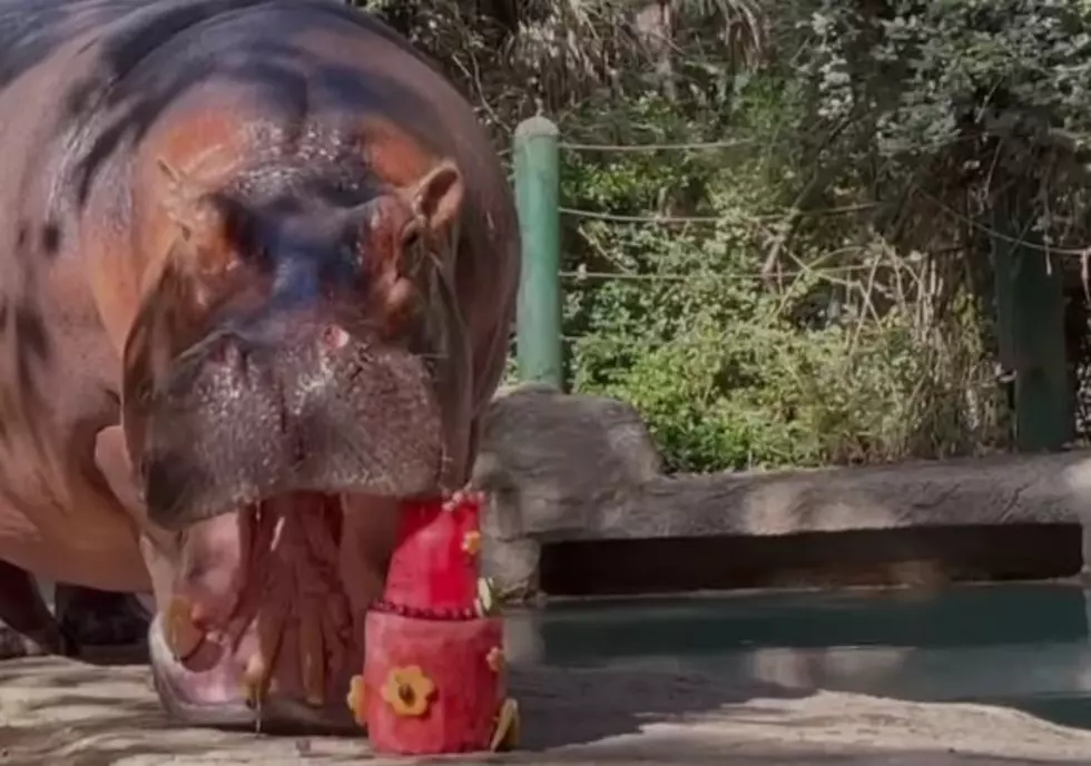 Hippo At The Ellen Trout Zoo Celebrates A Birthday In Lufkin, Texas