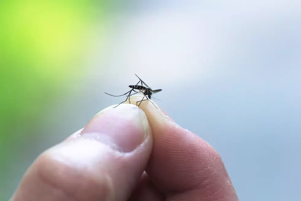 Get Rid Of Pesky Mosquitos With This Free Service In Lufkin, Texas