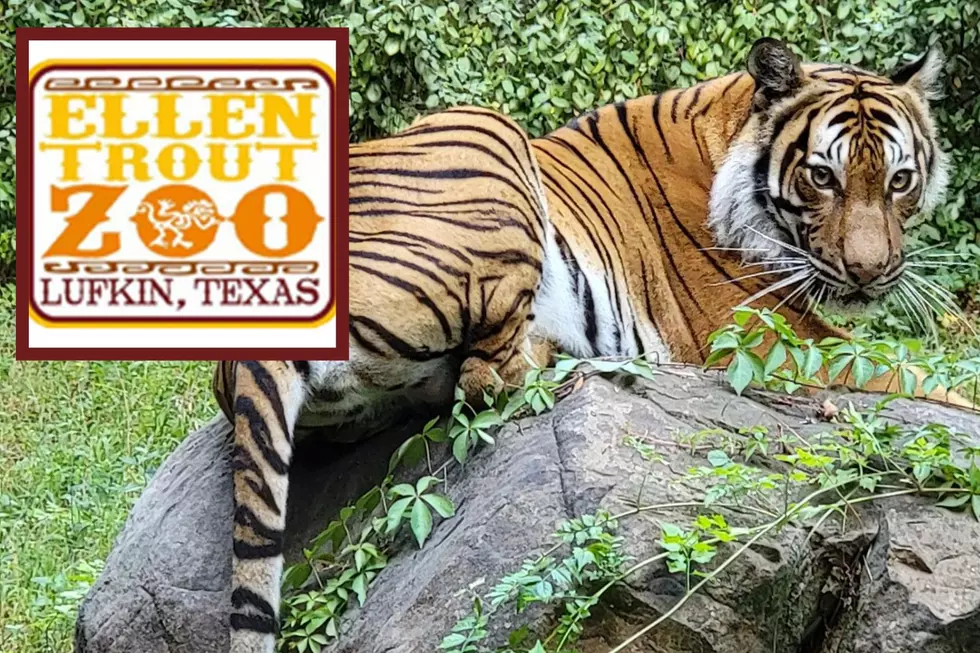 Welcome This Beautiful Tiger To Lufkin, Texas