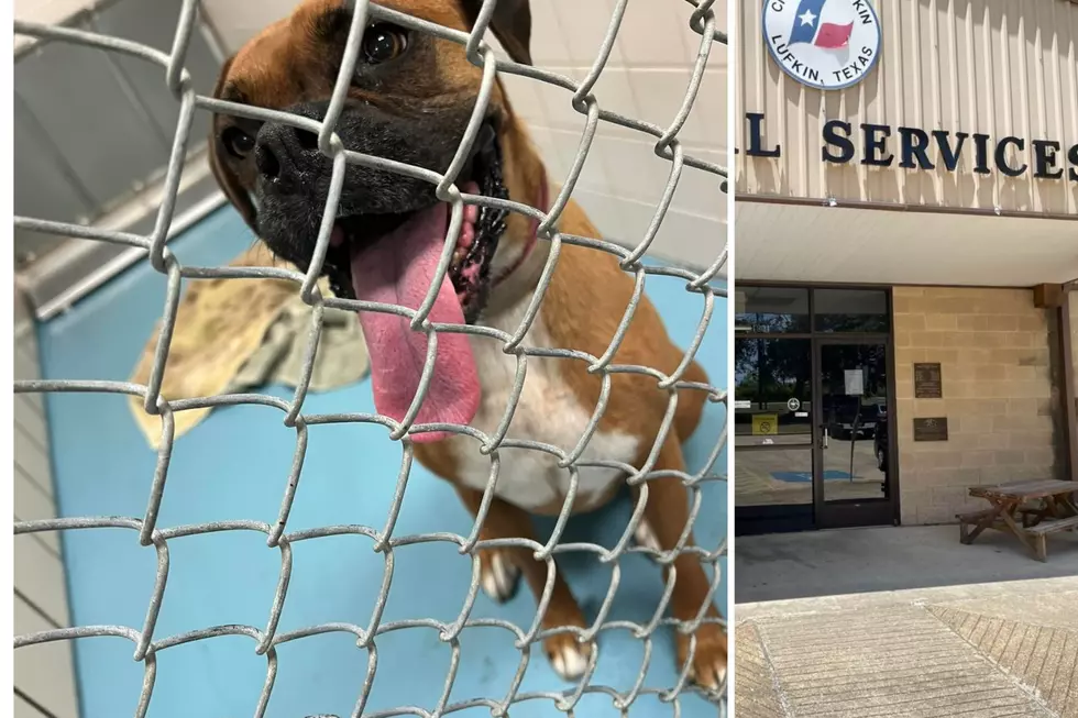 Night Howls Waving Adoption Fees To Clear The Shelter In Lufkin, Texas