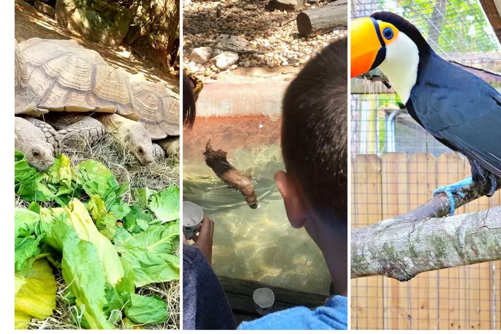 Experience The Ellen Trout Zoo Like Never Before In Lufkin, Texas