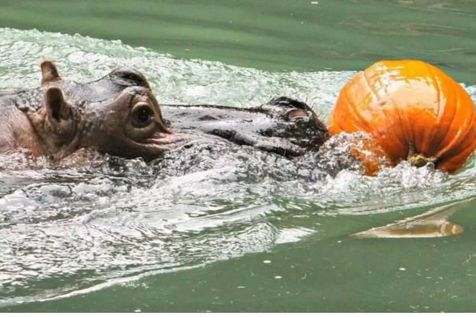Donate Your Left Over Pumpkins To This Zoo In Lufkin, Texas