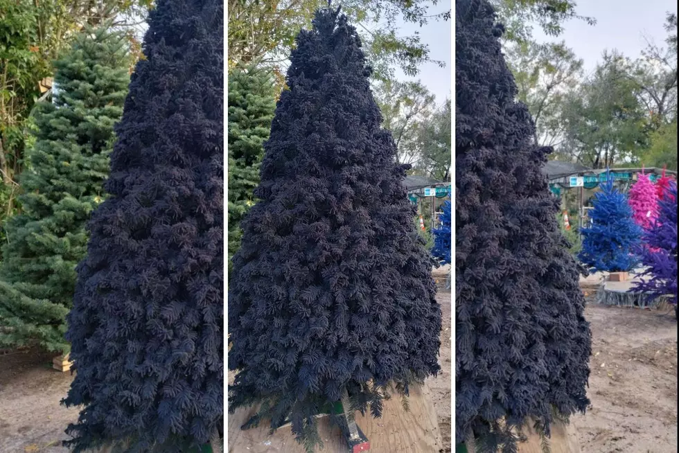 Colorful Flocked Christmas Tree In Lufkin, Texas