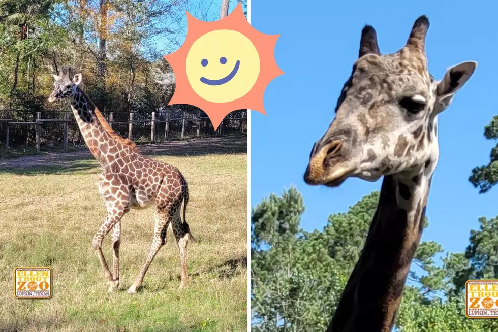Meet The New Baby Giraffe At Ellen Trout Zoo In Lufkin, Texas