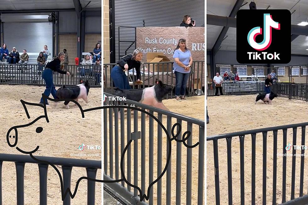 This Pig From Henderson, Texas Is Going Viral On TikTok