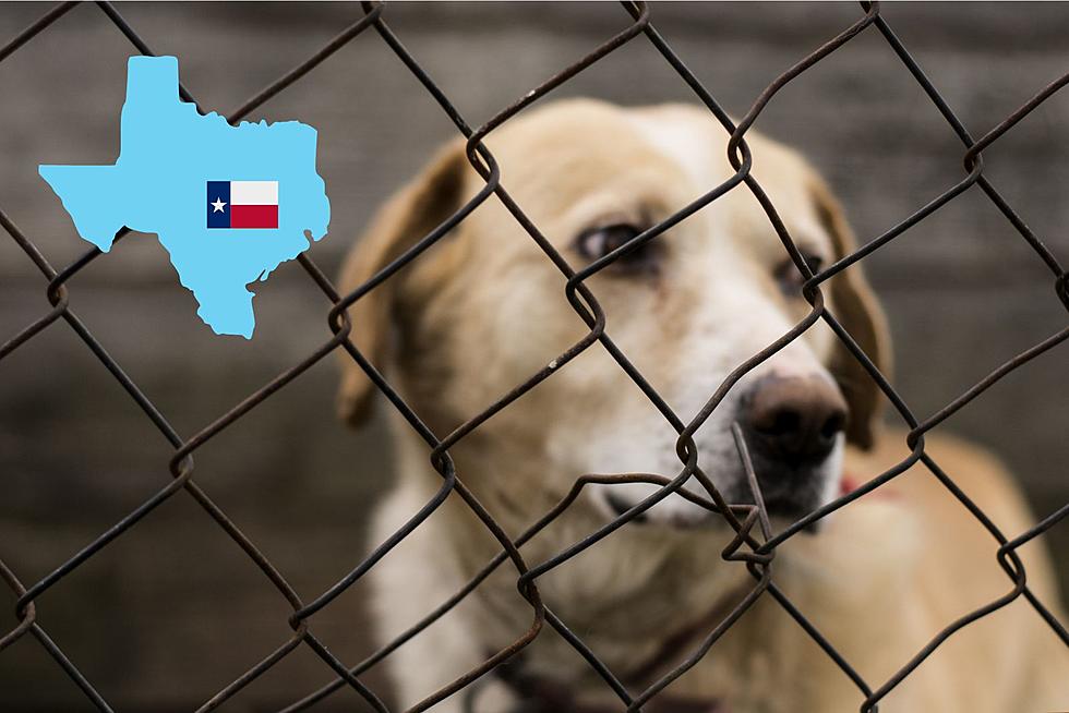 You Can Legally Kill Your Dog For Any Reason In Texas