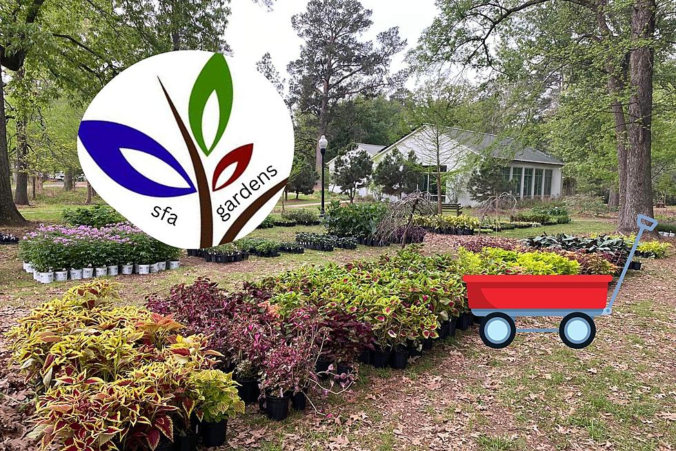 SFA Gardens in Nacogdoches Offers Resilient Texas Plants for Sale