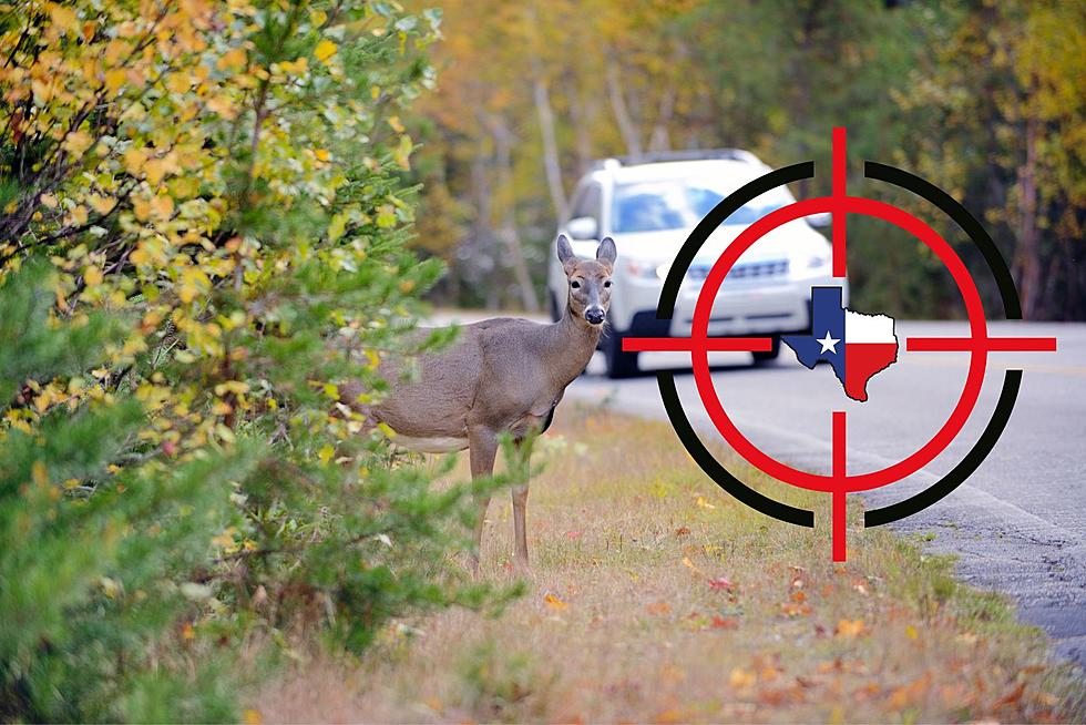 What Are The Chances Of Striking An Animal On Texas Roads?