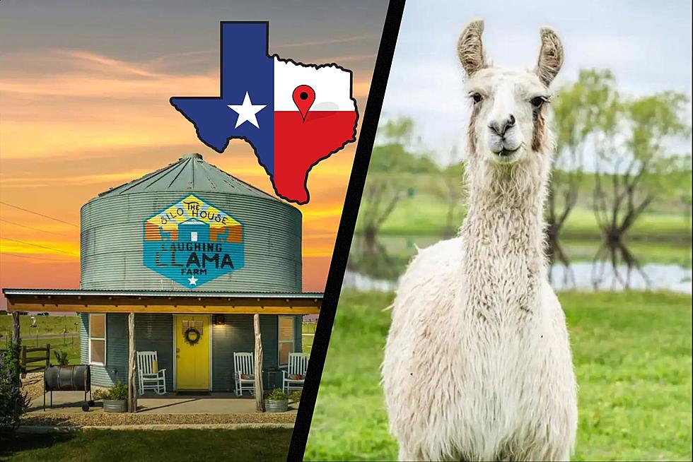 This Ultimate Silo Airbnb Is On A Texas Llama Farm