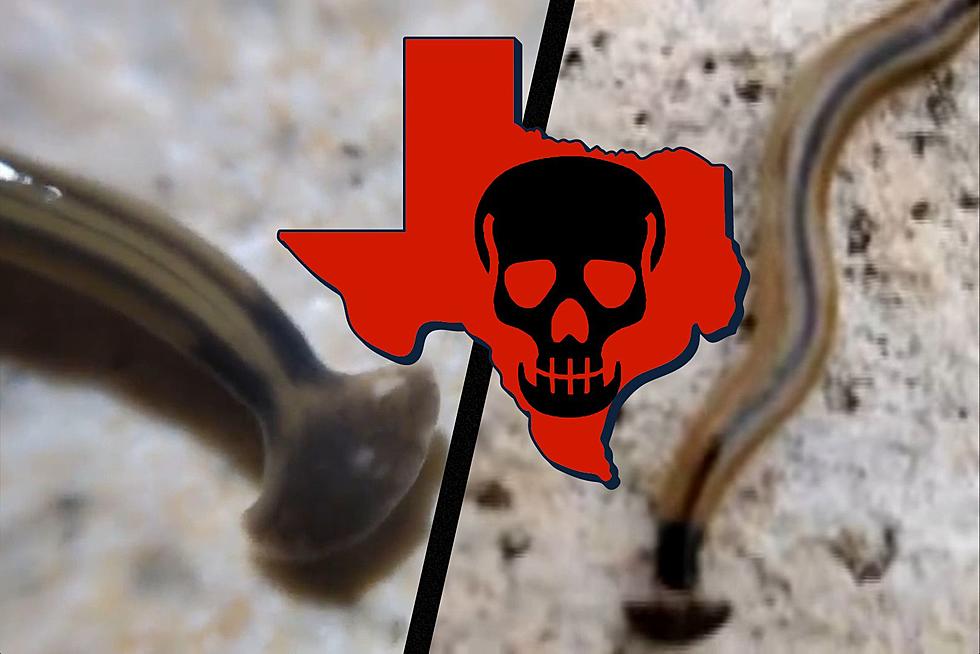 This Horrific Poisonous Worm Invades More Of Texas