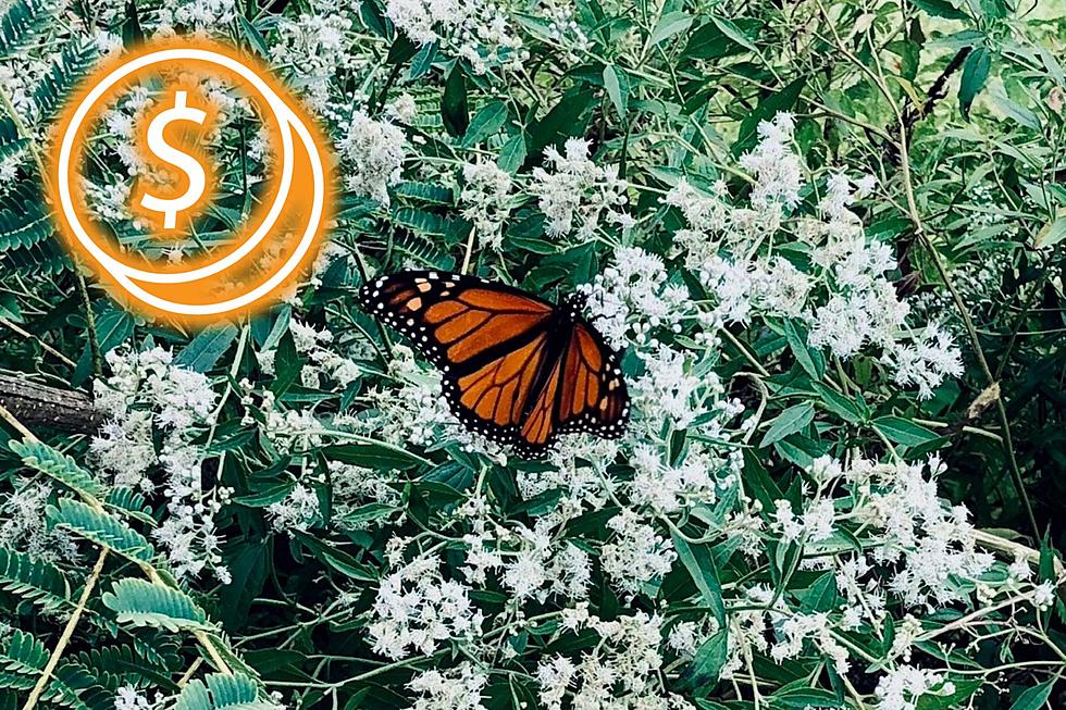 Texans Can Get Paid To Plant Monarch Butterfly Habitats