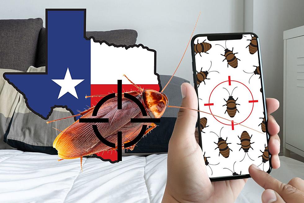 20 Annoying Bugs Most Texans Want To Kill