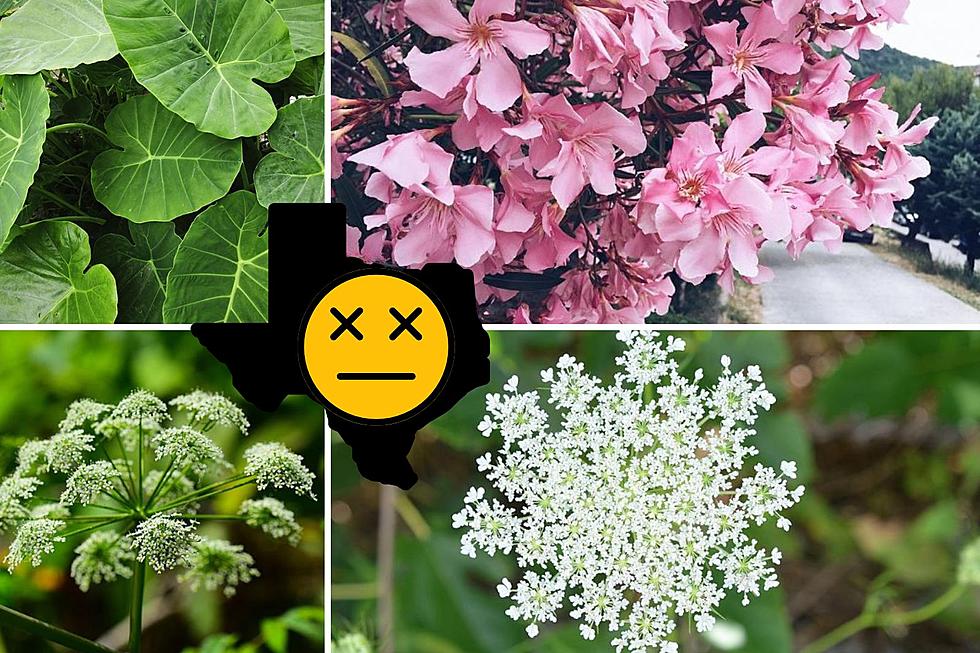 7 Killer Plants In Texas You Should Never Eat