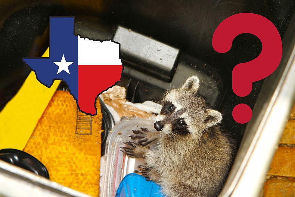 Are Raccoons The New Cat In Texas?