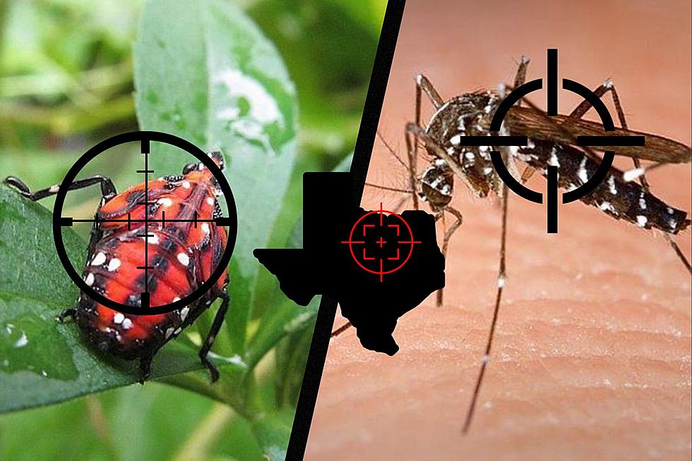 9 Devastating Bugs That Should Be Killed In Texas