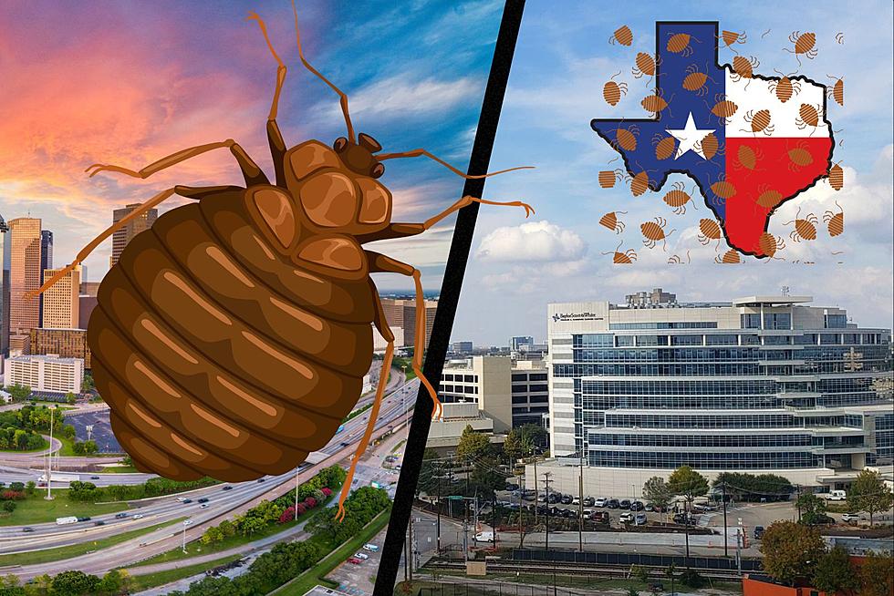 Dallas and Houston Are Both Crawling With Bed Bugs