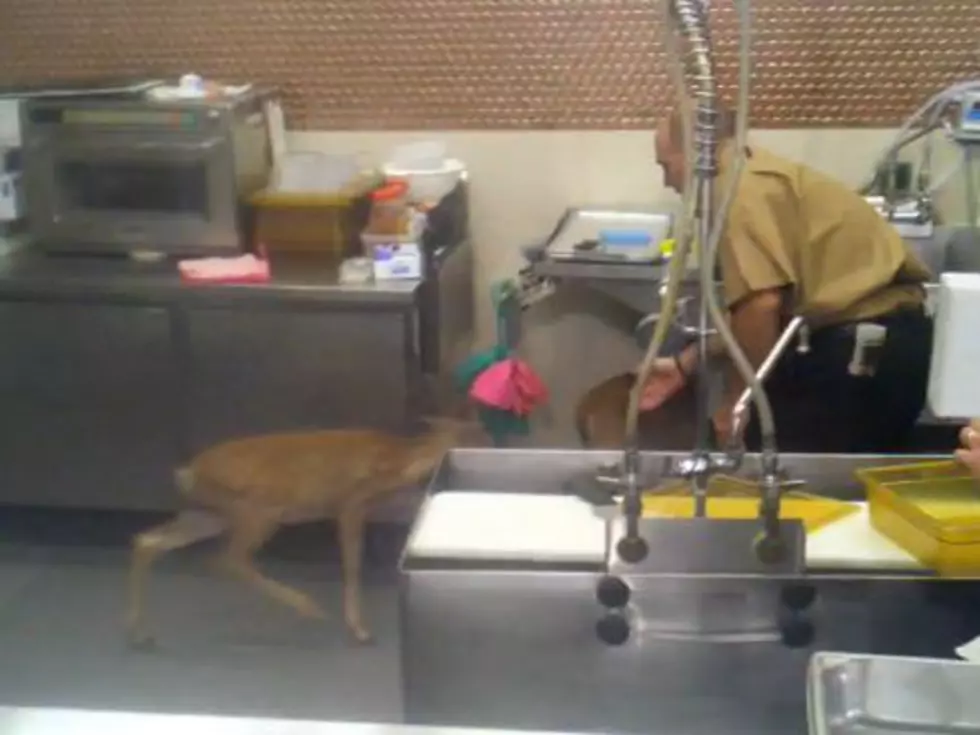 Two Baby Deer Get Loose in a Supermarket [VIDEO]