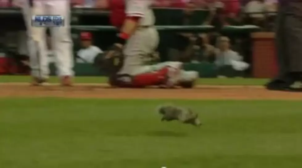 Rally Rodent Interupts Game Four of the NLDS [VIDEO]