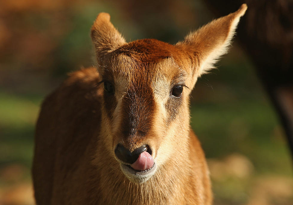 Ellen Trout Zoo Welcomes A Baby Antelope