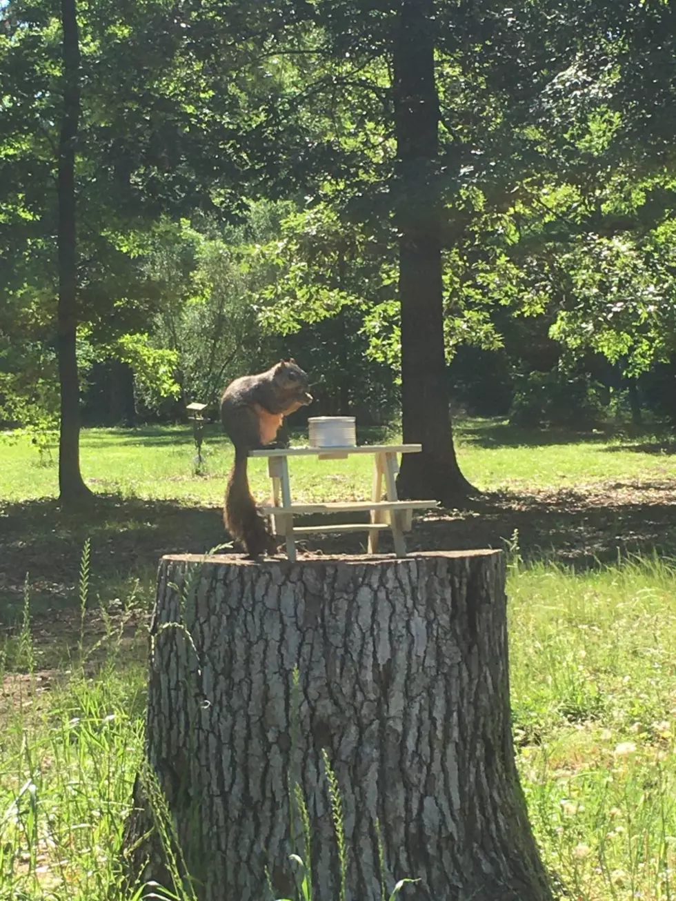 SFA Gardens Squirrel Picnic Table = Your Daily Dose of Awesome