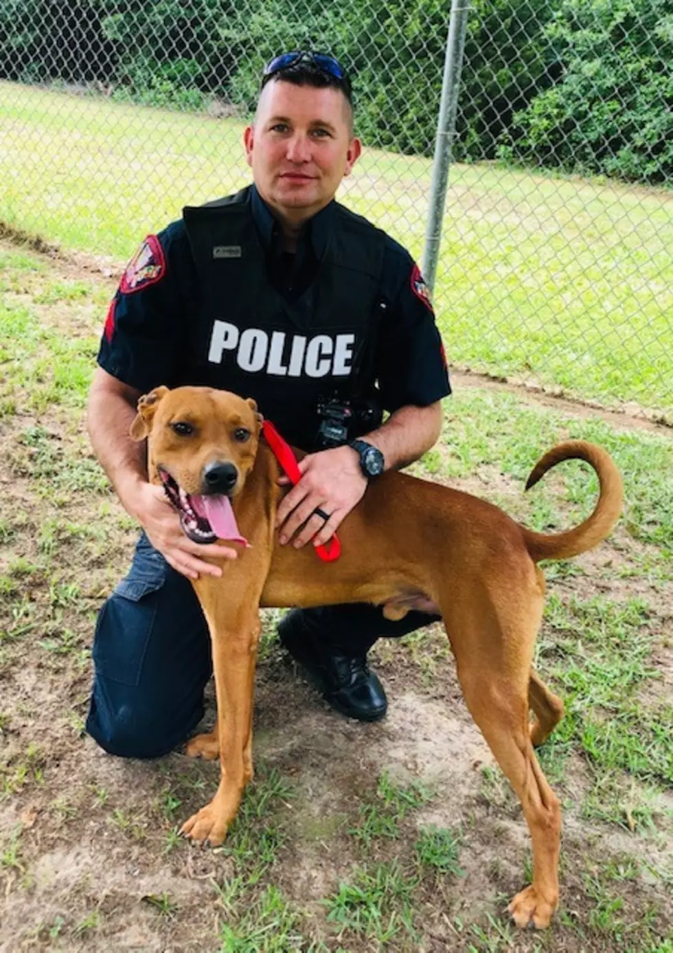 Nacogdoches PD’s First Pet of the Week For June Is Dylan!