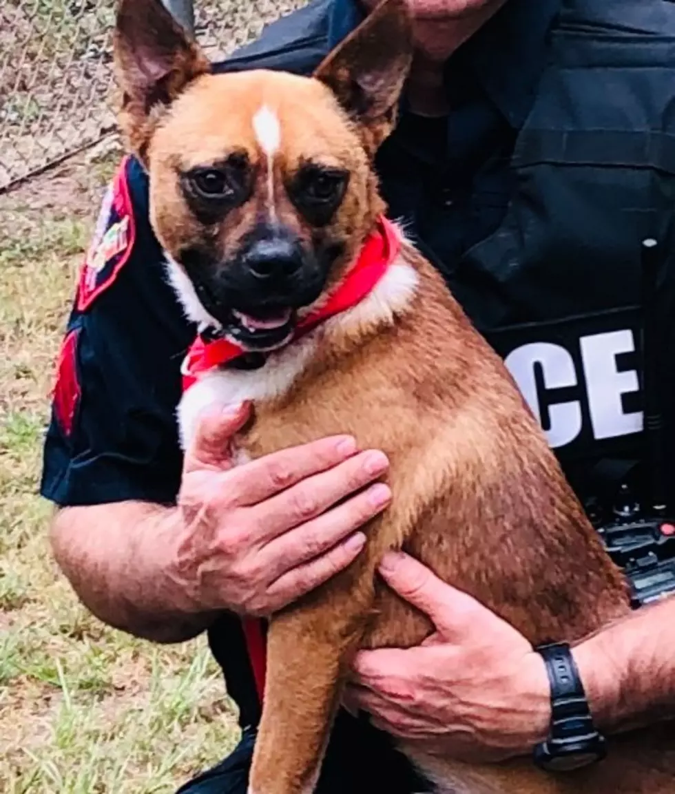 Another Week Another Nacogdoches PD Pet! Meet Casicus Clay!